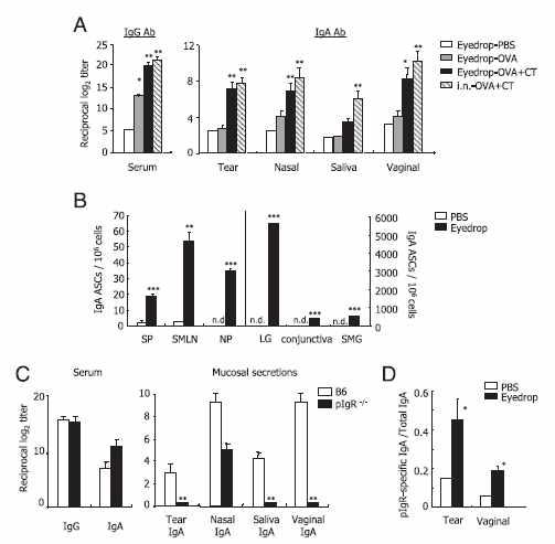 Eyedrop administration of OVA plus CT resulted in both systemic and mucosal Ab responses.