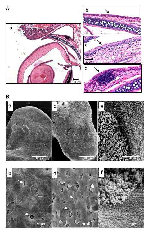 M and goblet cells on the nictitating membrane of conjunctiva following eyedrop vaccination.