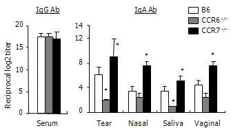 CCR6 signals are crucial for induction of OVA-specific IgA Ab responses in mucosal secretions following eyedrop application.