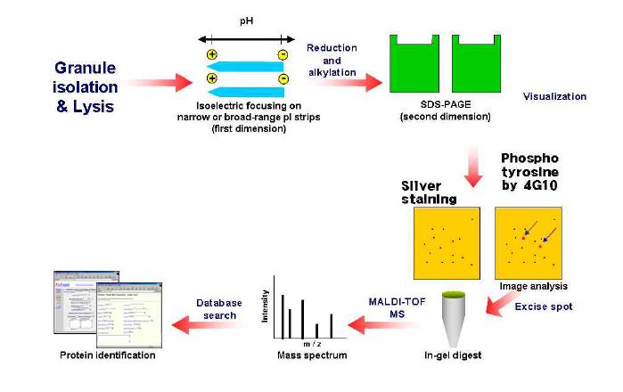 Scheme of identification of new signal molecule in granule