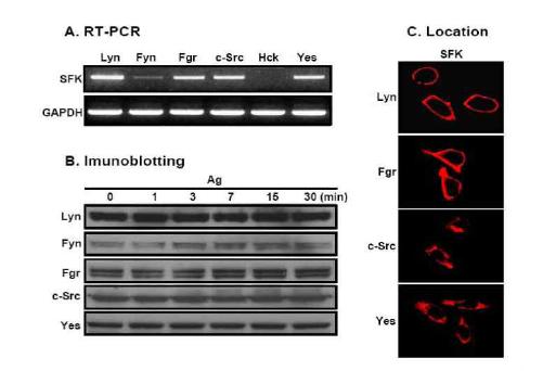 Location and expression of SFK in BMMC