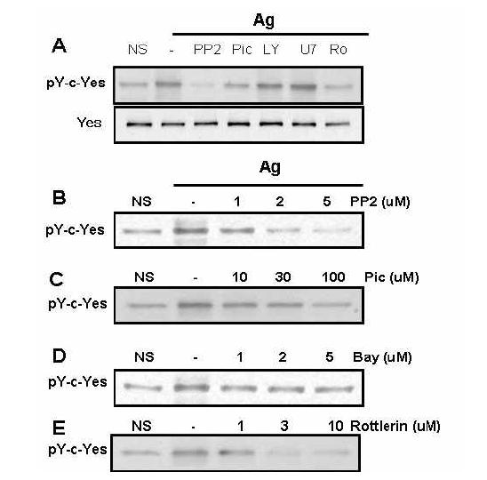 Phosphorylation of Yes is suppressed by PP2, piceatannol, Bay and rottlerin which are inhibitors against Src-family kinases, Syk and PKC-δ respectively in BMMCs