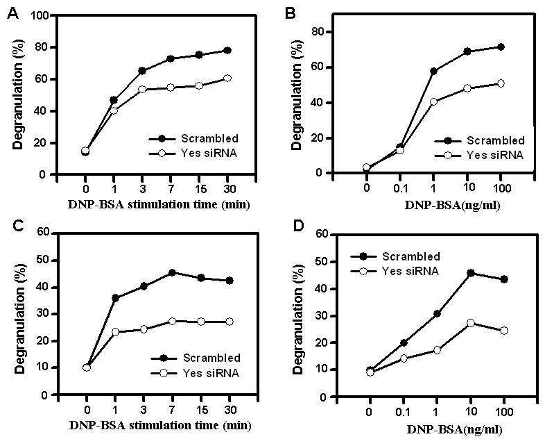 Suppression of Fgr kinase with siRNA impairs degranulation in RBL-3H2(A,B), BMMC(C,D)