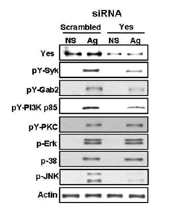 Knock-down of Yes has opposite effects on antigen-induced Syk, Gab2, PI3K, PKC-δ and JNK phosphorylation in BMMCs