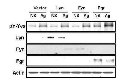 Overexpression of Fgr enhanced the antigen-induced phosphorylation of Yes as compared to vector, Lyn, Fyn transfected BMMCs