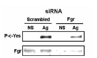 Knock-down of Fgr kinase negatively regulates the phosphorylation of Yes in BMMC