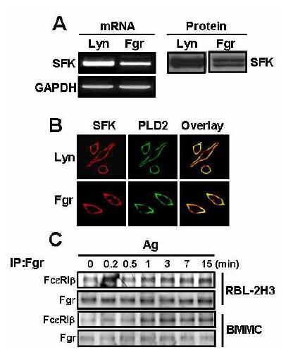 Fgr kinase is localized on plasma membrane and associated with FcεRIβ with antigen stimulation