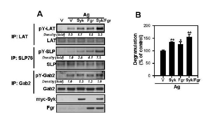 Overexpression of Fgr kinase stimulates activating phosphorylation of LAT, SLP76, Gab2, and degranulation in RBL-2H3 cell