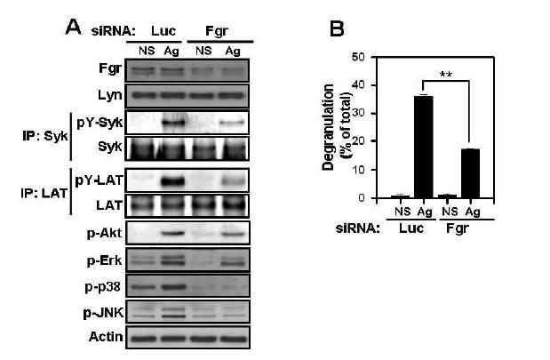 Suppression of Fgr kinase with siRNA impairs phosphoryaltion of Syk, LAT, Akt, and MAP kinases as well as degranulation