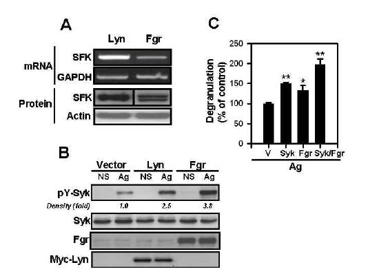 Fgr kinase stimulates activating phosphorylation of Syk, and degranulation in BMMCs