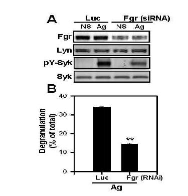 Suppression of Fgr kinase with siRNA impairs tyrosine phosphoryaltion of Syk as well as degranulation in BMMCs