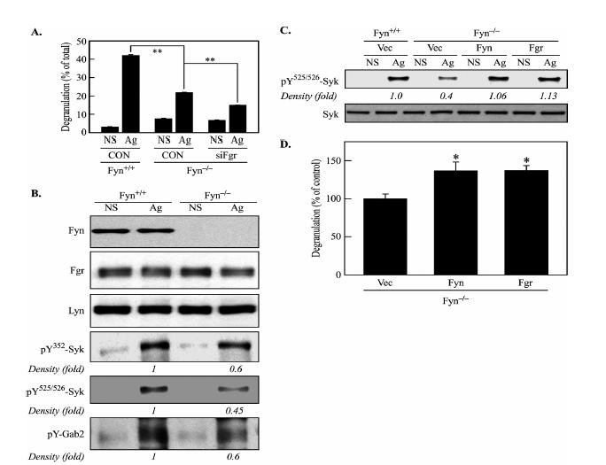 Overexpression of Fgr recovers degranulation and phosphorylation of Syk in Fyn-/- BMMCs.