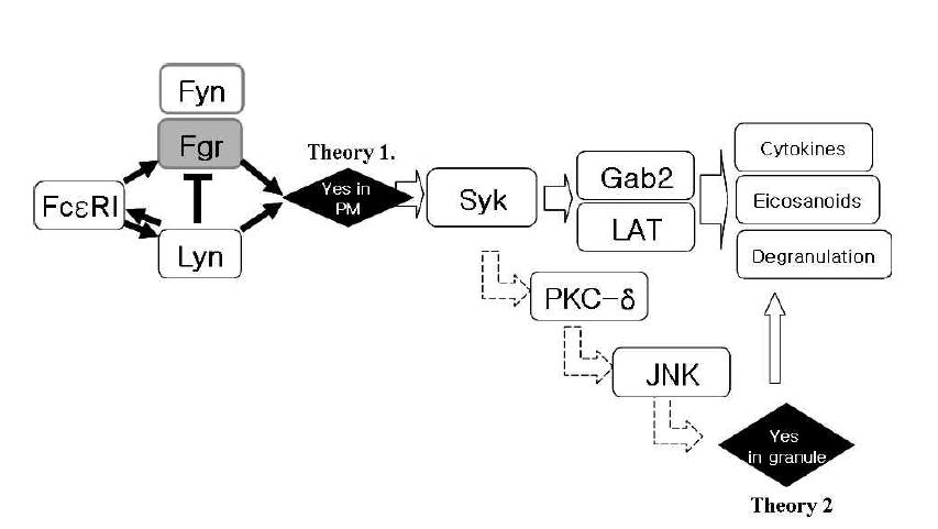 Role of Yes regulated by Fgr and located in granule