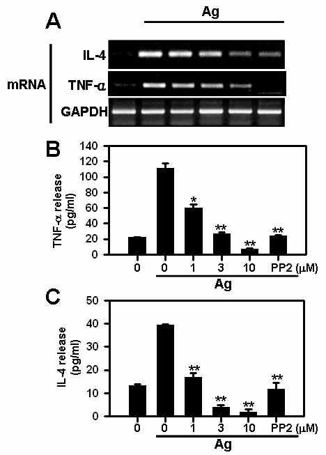 Effect of 25F10 on the expression and secretion of TNF-α and IL-4 in Ag-stimulated mast cells.