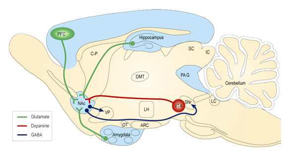 Nucleus accumbens를 중심으로 dopamine과 glutamate의 신경전달경로 를 보여주는 rat brain의 모식도