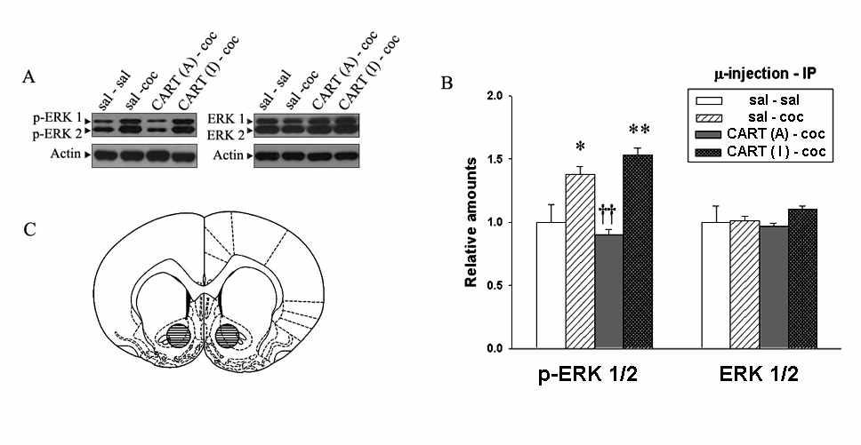 코카인을 복강으로 주입하고 15분 후에 nucleus accumbens를 꺼내어 western blot으로 pERK의 양을 측정하면, saline group에 비하여 그 양이 증가함을 알 수 있 다.