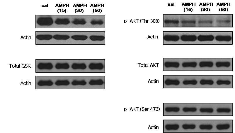 Acute amphetamine (1mg/kg, ip)을 주면, nucleus accumbens core 내에 pGSK 와 pAkt (Thr 308)의 양이 time-dependent 하게 감소된다.