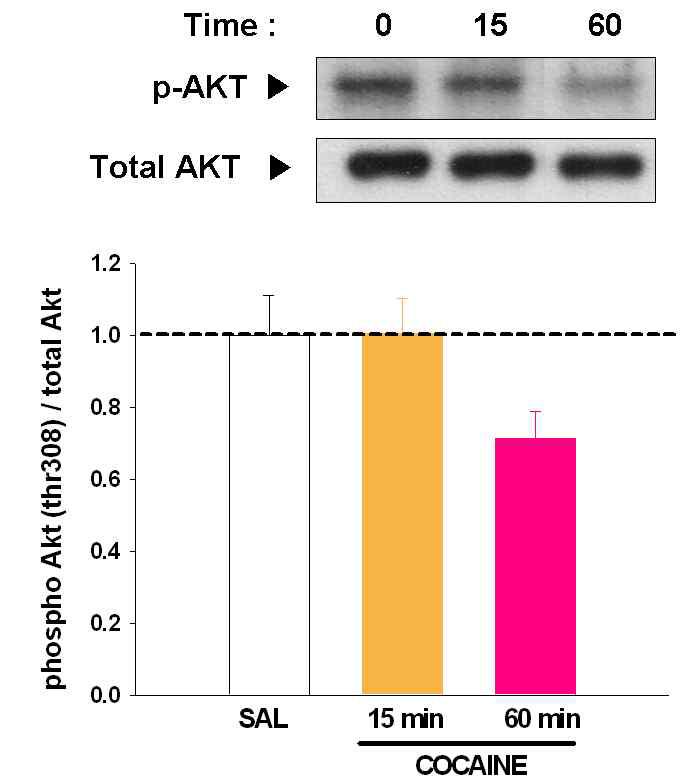 Acute cocaine also decreases the phosphorylation levels of Akt in the NAcc.