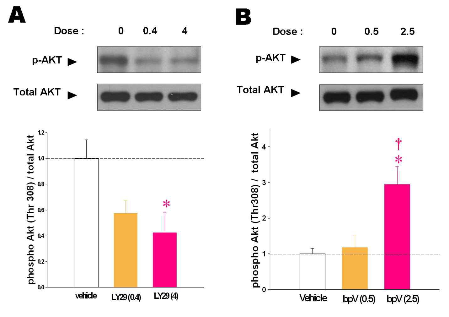 Microinjection of the PI3K inhibitor, LY294002 and the activator bpV(phen) into the NAcc modulates phosphorylation levels of Akt proteins in this site.