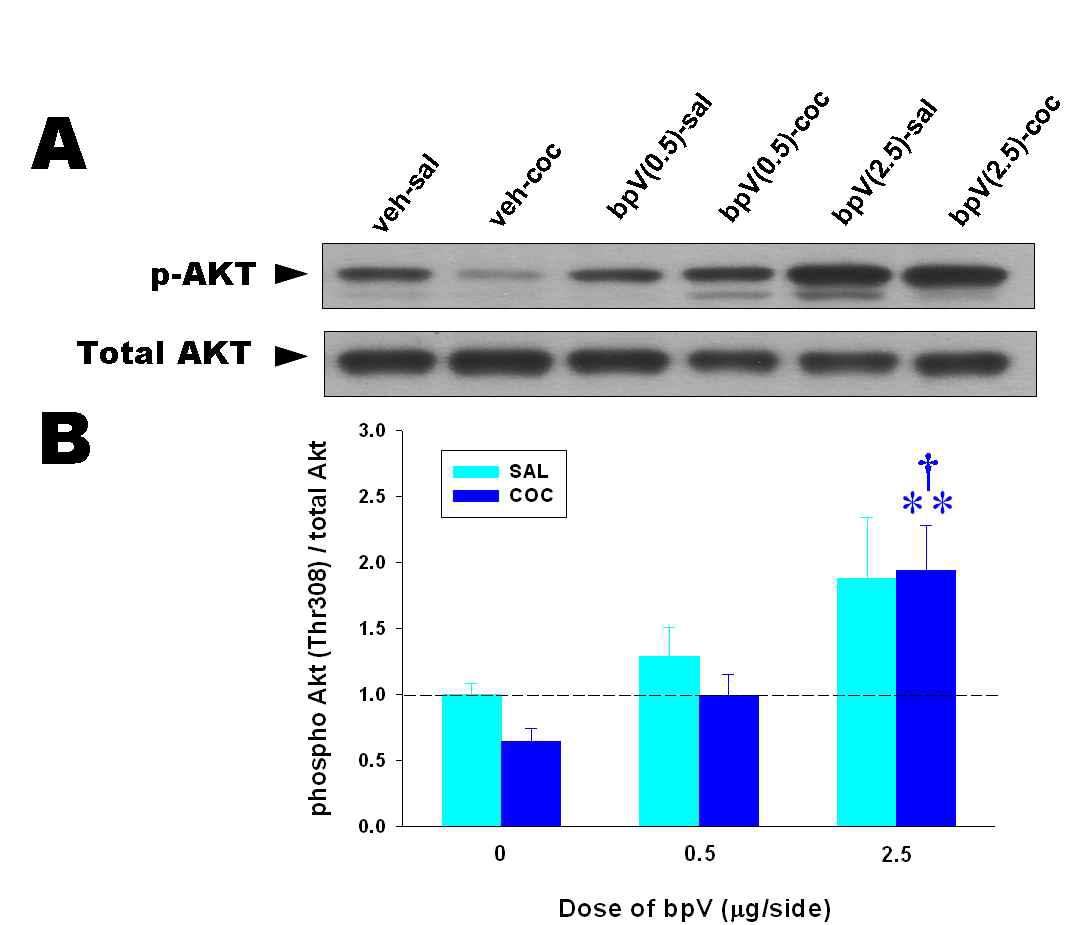 Microinjection of bpV(phen) into the NAcc blocks the decrease of cocaine induced phosphorylation levels of Akt in this site.