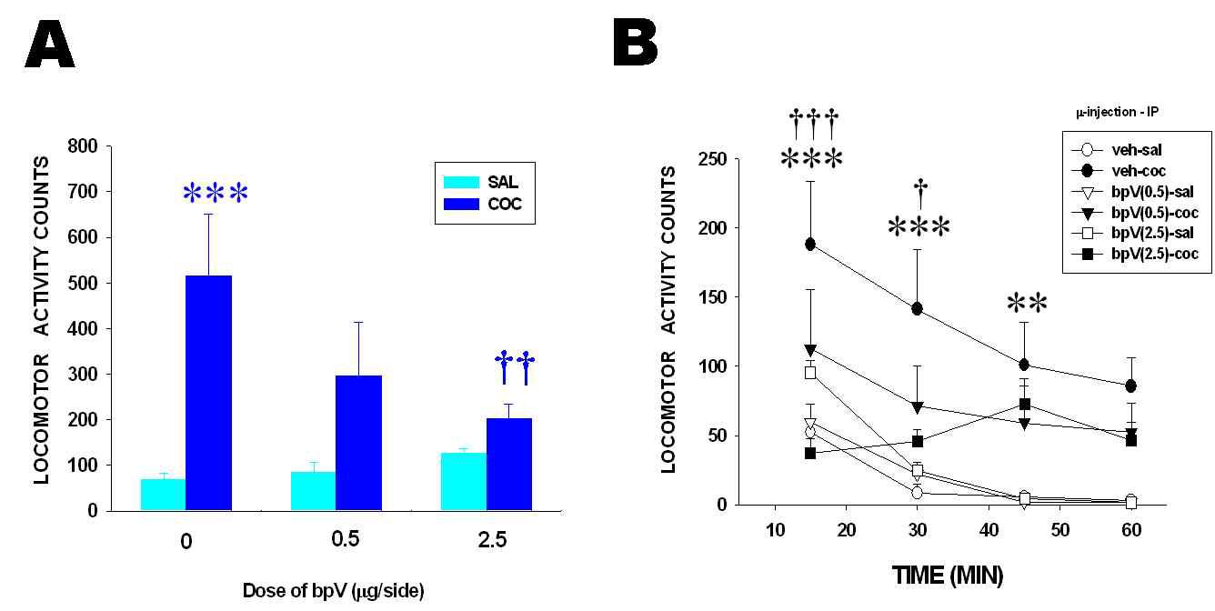 Microinjection into the NAcc of bpV(phen) lowers the locomotor activating effects of cocaine.