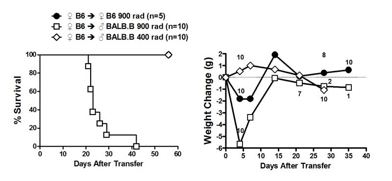 B6-> BALB.B GVHD 모델에서 생존률 및 체중 변화