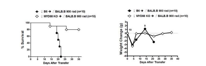 MyD88 KO -> BALB.B GVHD 의 생존율과 체중변화