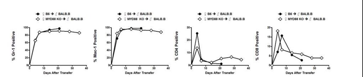 MyD88KO-> BALB.B　말초 혈액 백혈구분획