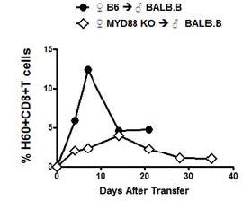 MyD88KO-> BALB.B　말초 혈액내 항원 특이적 CD8 T 세포 분석