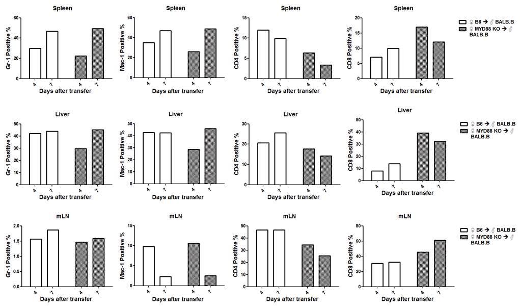 MyD88KO-> BALB.B GVHD에서 장기에 침윤된 면역세포 확인