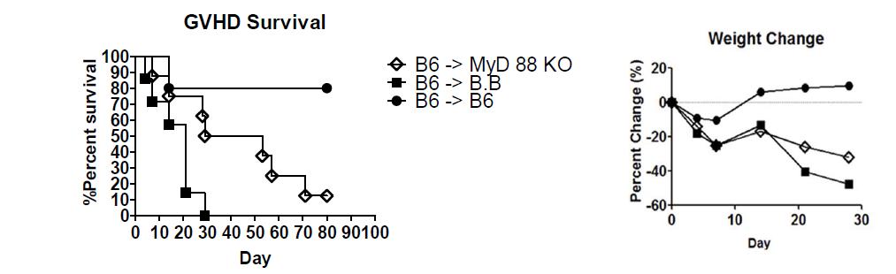 B6-> MyD88KO-BALB.B GVHD에서 생존율과 체중변화