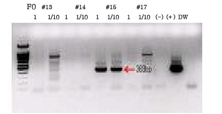 B6-Luc Tg founder (#15) 확보 : genotyping