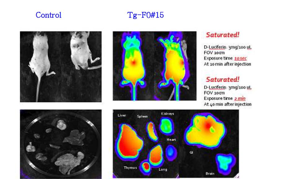 B6-Luc Tg founder (#15)에서 luciferase의 장기별 발현 확인