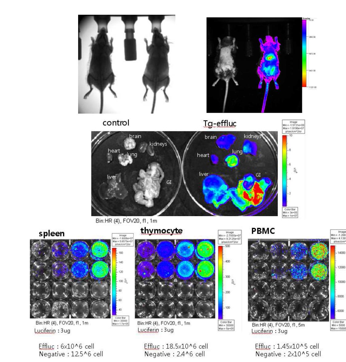 B6-Luc Tg F0-15-F1 (# 5 )에서 luciferase의 장기 별 발현 및 면역세포에서의 발현 확인