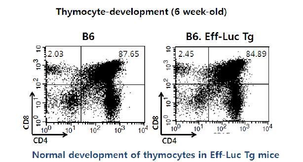 B6-Luc Tg F0-15-F1 (# 5 )마우스의 thymocyte profile 분석