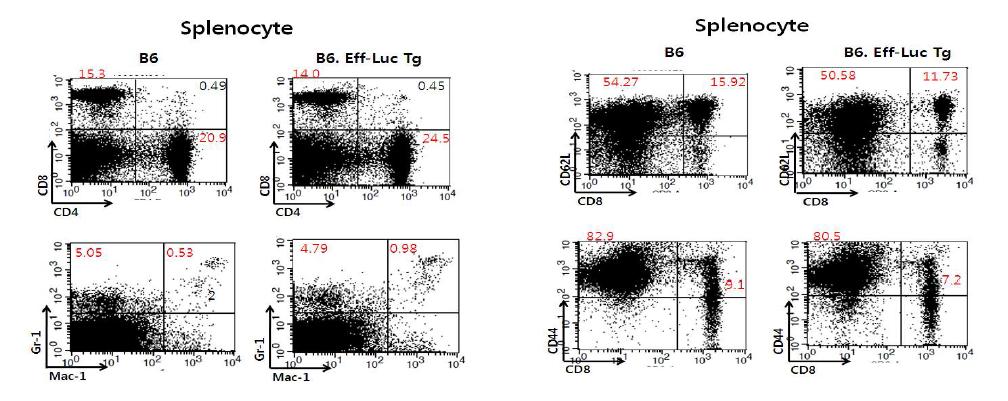 B6-Luc Tg F0-15-F1 (# 5 )마우스의 splenocyte profile 분석