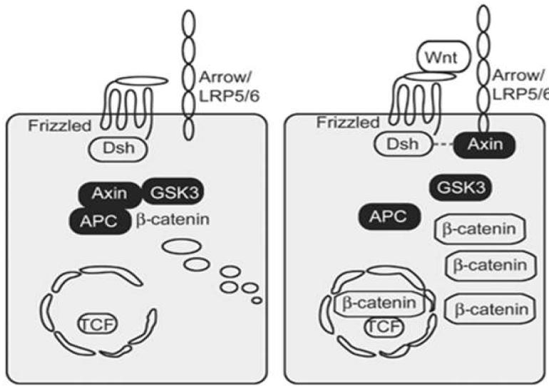 Wnt signaling pathway and 세포 표면에 존재하는 Wnt 수용체