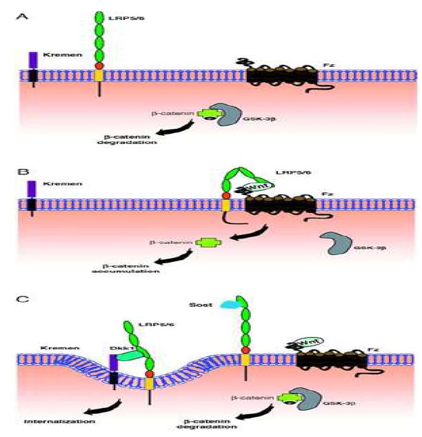 Kremen/DKK 복합체와 LRP5에 의한 Wnt signaling 저해 메커니즘