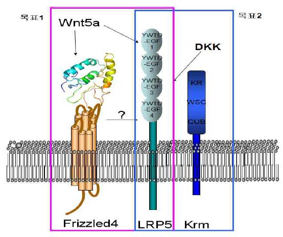 세포 표면에서 일어나는 Wnt 신호전달의 시작과 조절