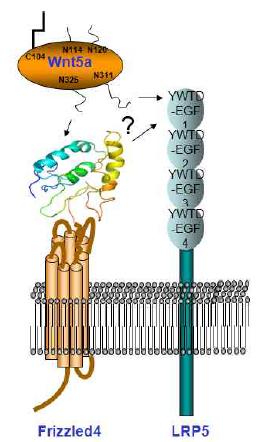 Wnt/Frizzled/LRP5로 구성되는 Wnt 신호전 달 시작 복합체.