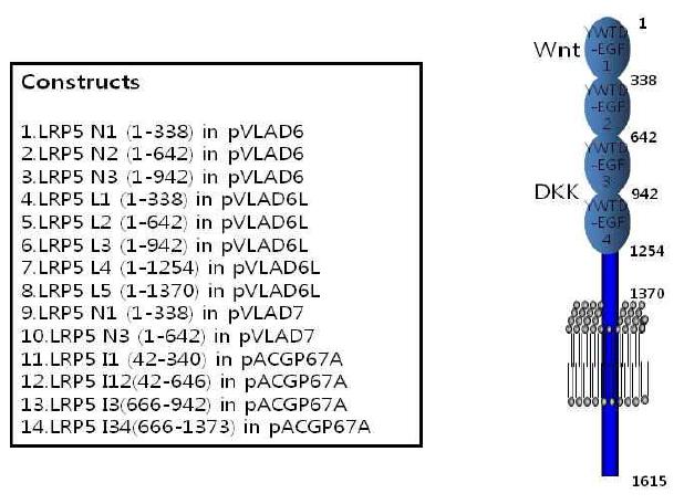 LRP5 발현을 위해 만든 14개의 constructs 와 LRP5 의 domain 구성그림