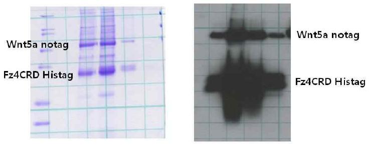 Wnt5a his tag pull-down assay