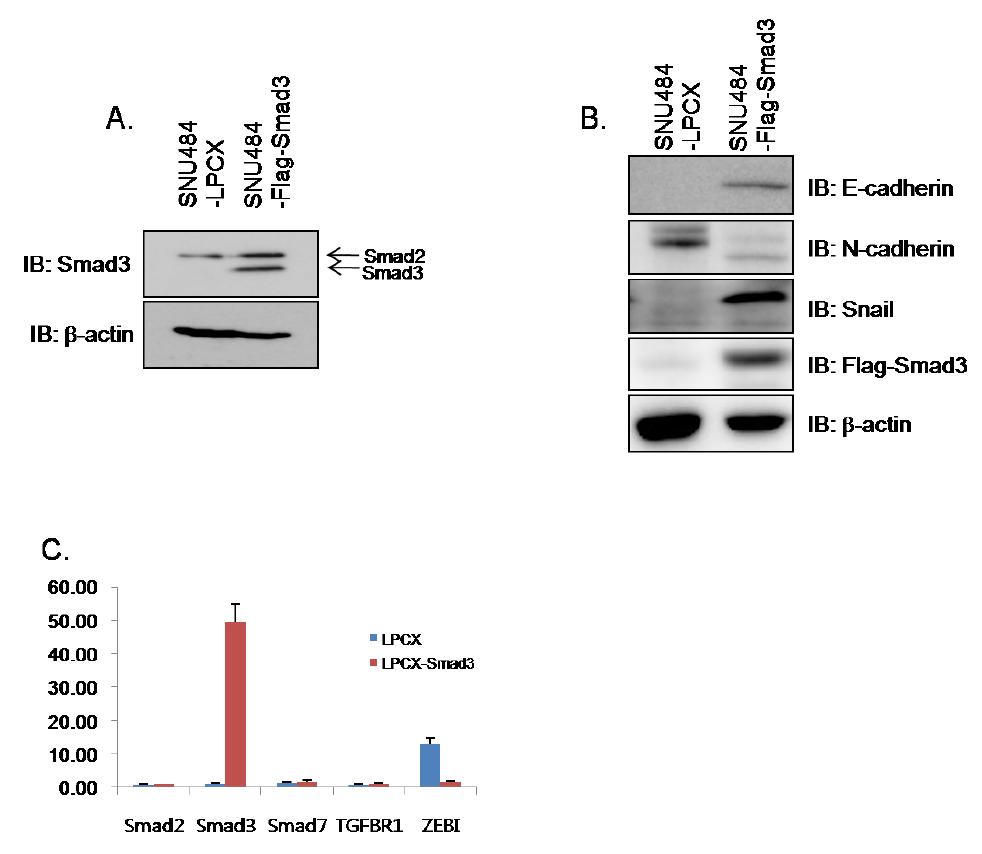 SNU484-LPCX 및 SNU484-Smad3의 유전자 프로파일