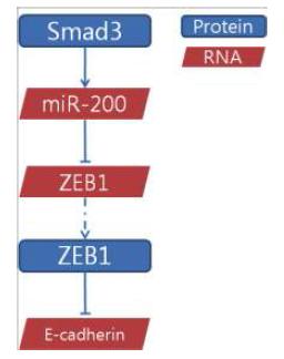 Smad3 및 miR-200, E-cadherin.