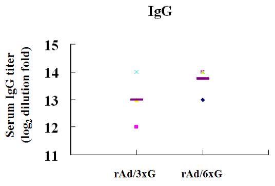 rAd/3xG와 rAd/6xG 백신의 혈청내 IgG 항체 비교