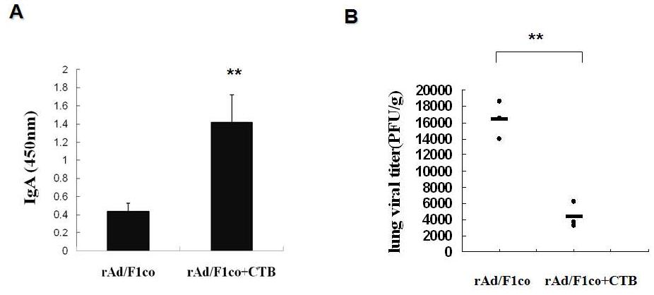 rAd/F1co 백신과 CTB adjuvant 병용에 의한 점막 IgA 증가 및 방어력 향상