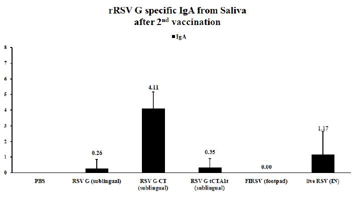 재조합 RSV Gcf 단백질 백신의 설하투여에 의해 유도된 점막 IgA 반응의 측정