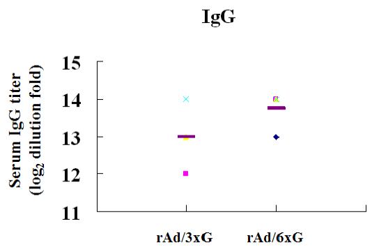 rAd/3xG와 rAd/6xG 백신의 혈청내 IgG 항 체 비교
