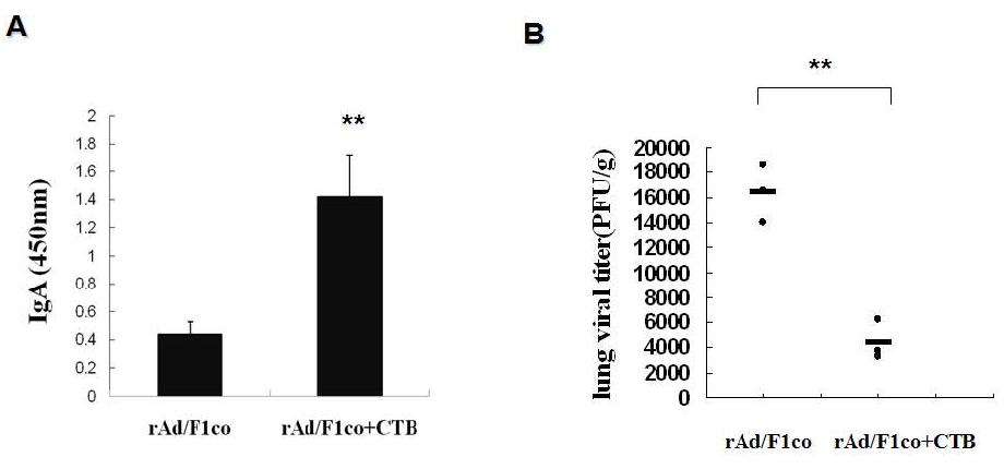 rAd/F1co 백신과 CTB adjuvant 병용에 의한 점막 IgA 증가 및 방어력 향상