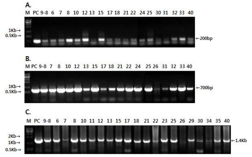 특이적인 primer 조합에 의해 증폭된 PCR 산물의 전기영동